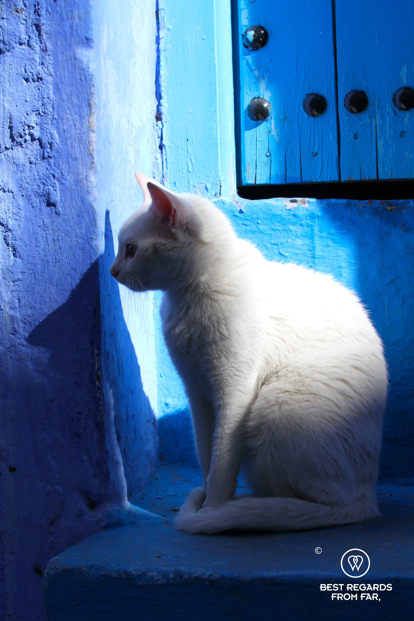 White cat in the sun in front of a blue door and wall in Chefchaouen.