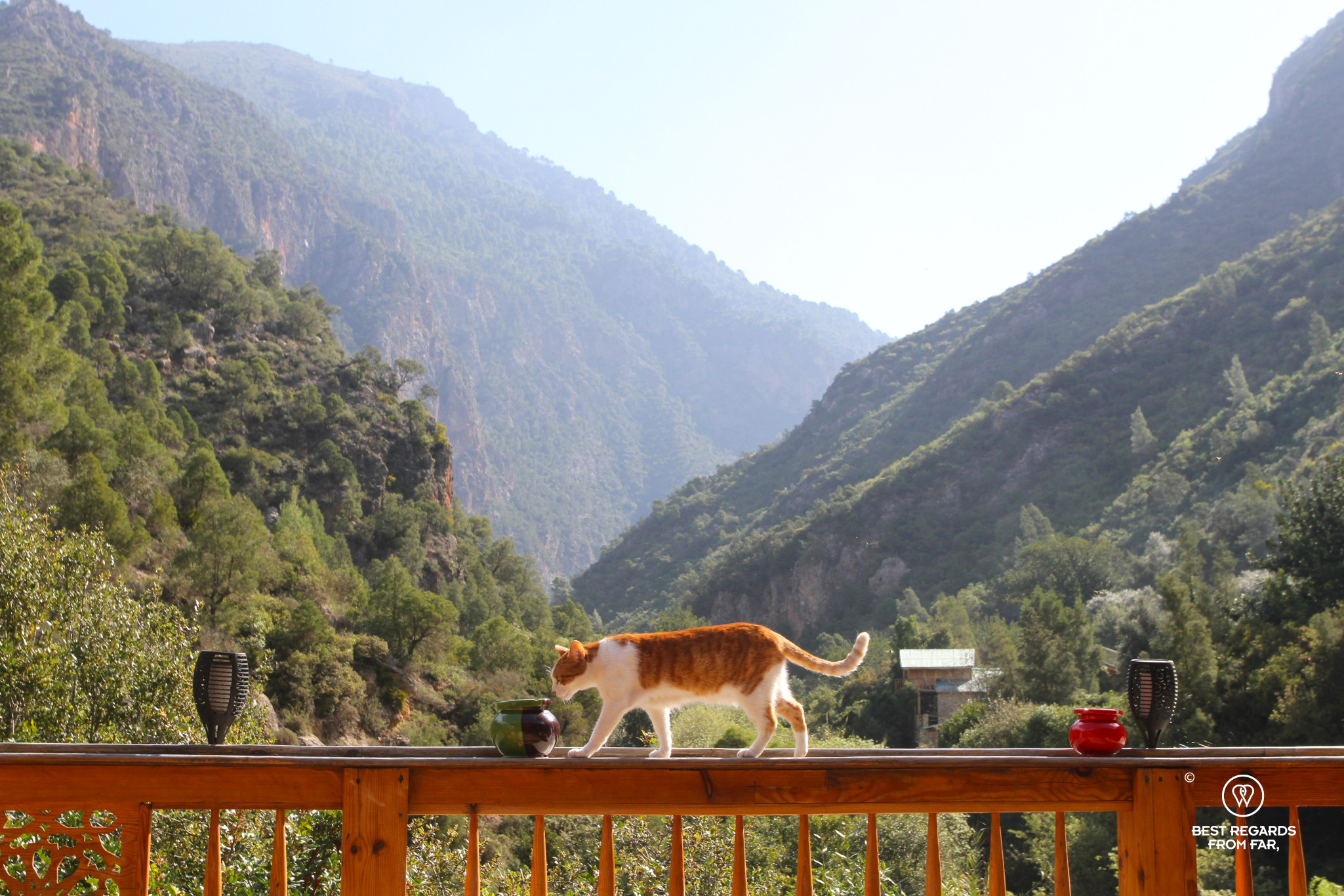 Cat on a railing with a mountain view as a backdrop at Ermitage d'Akchour.