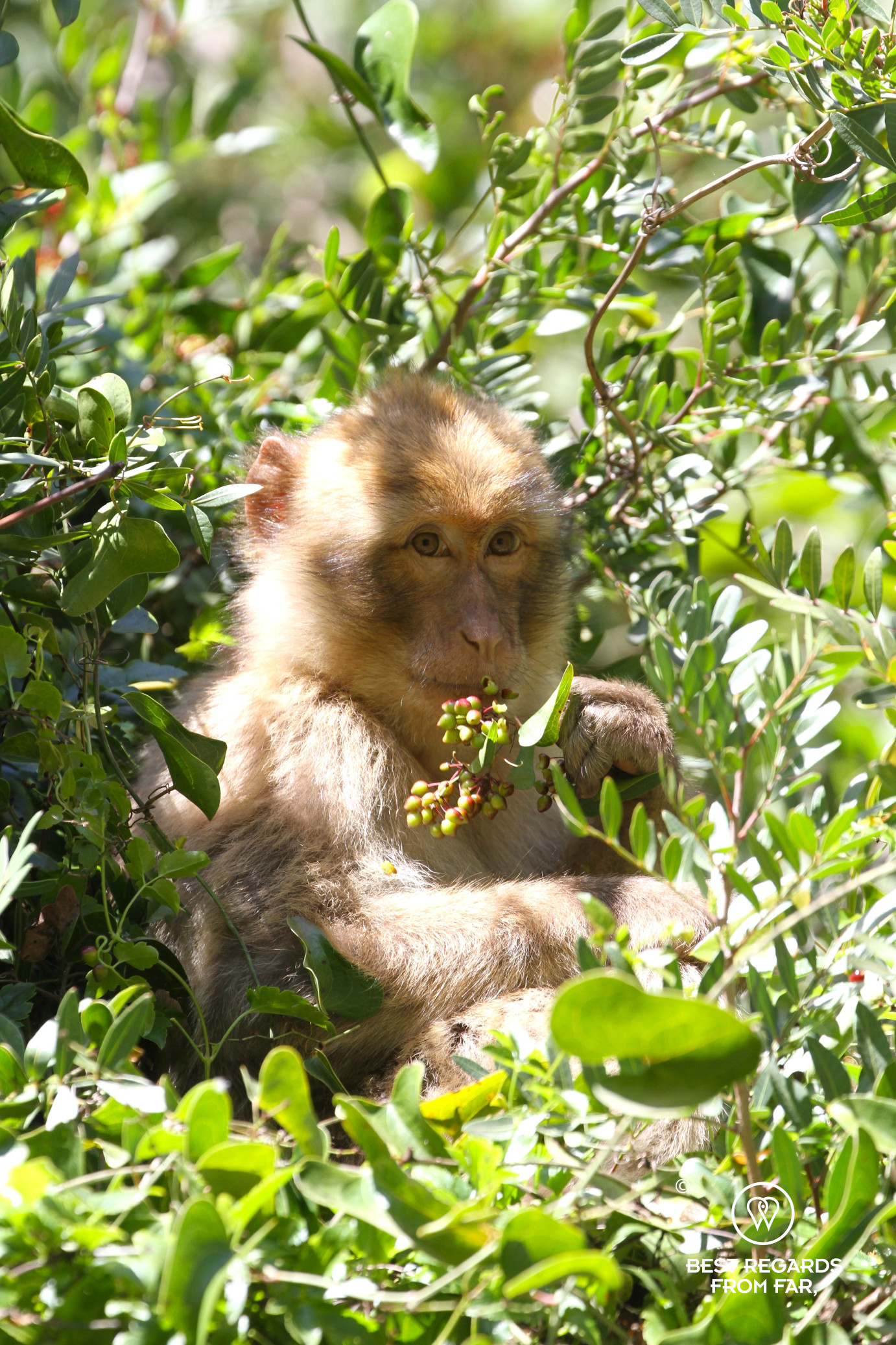 Barbary macaque feeding in a tree in the Rif Mountains.