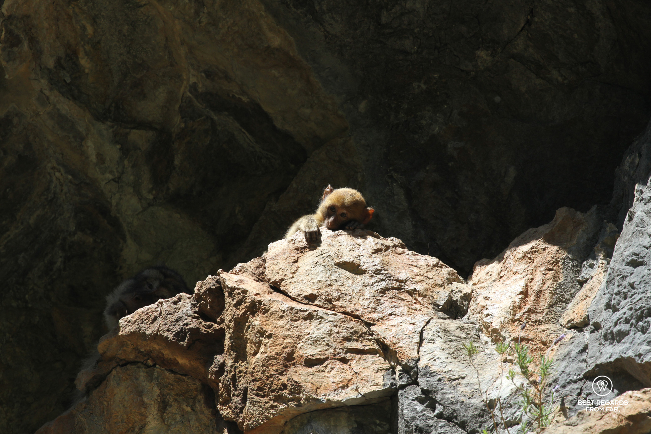 Young Barbary macaque on a rock in the Rif Mountains.