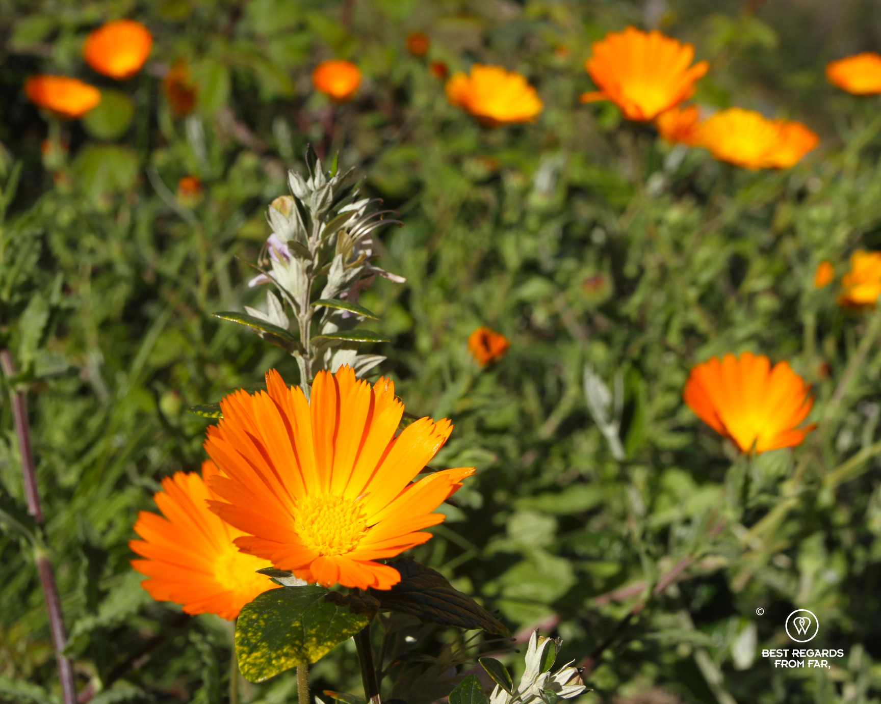 Bright orange flowers in the Rif Mountains of Morocco.