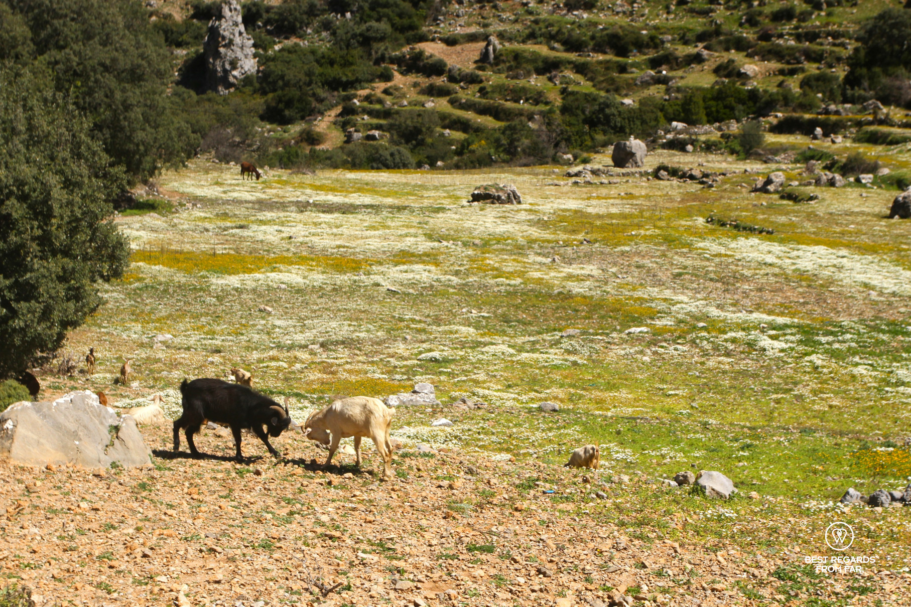 Goats fighting along the trail in the Rif Mountains.