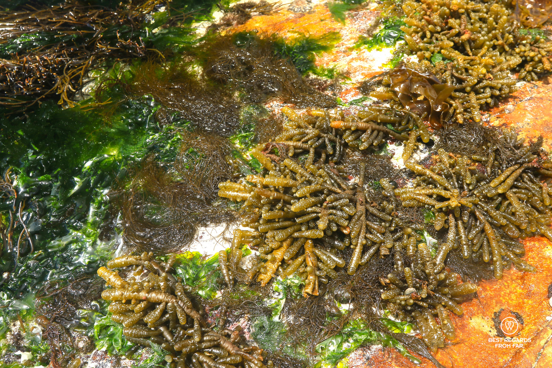 Dead man's finger seaweed in an intertidal pool.