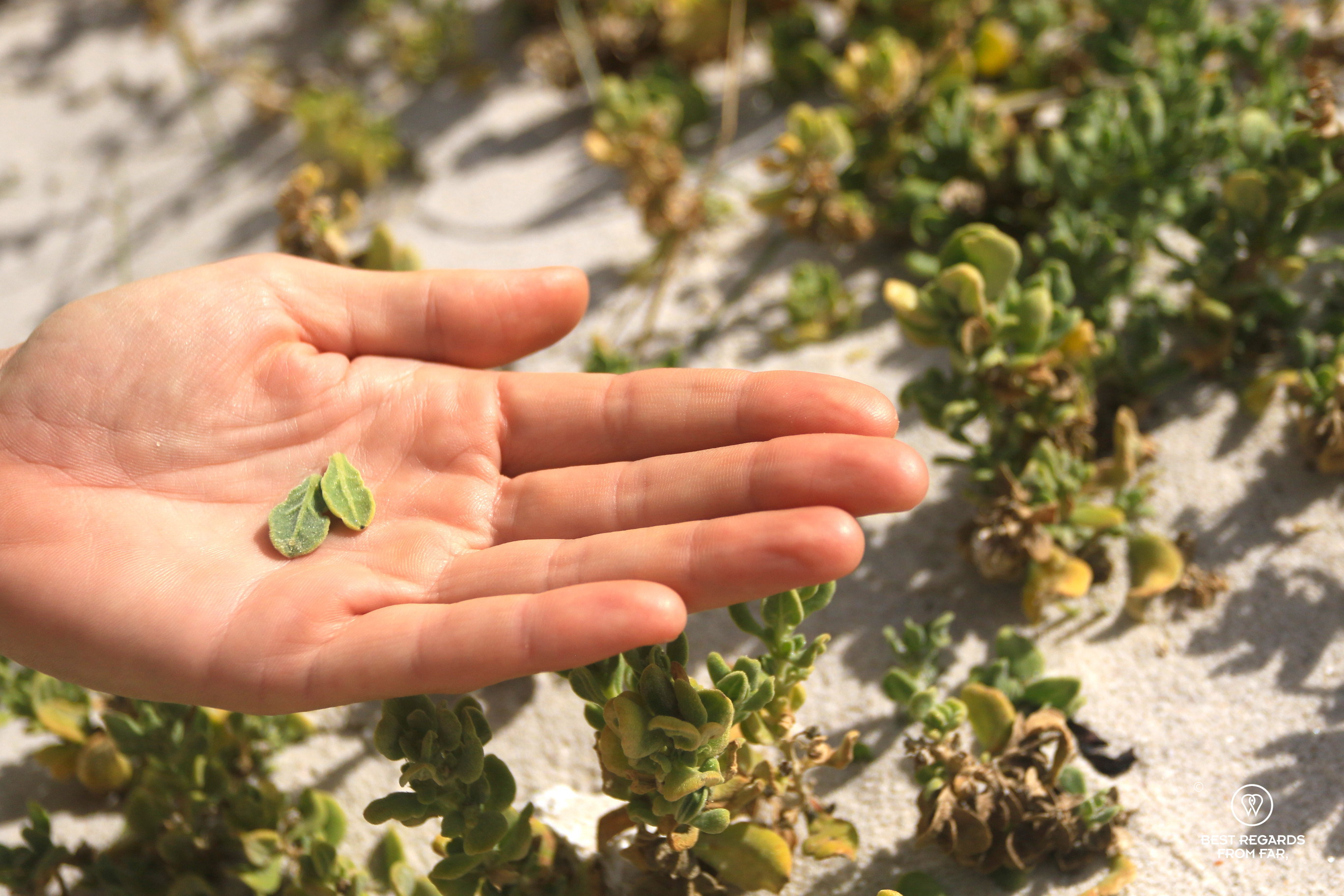 Dune spinach on the beach presented in the palm of a hand.