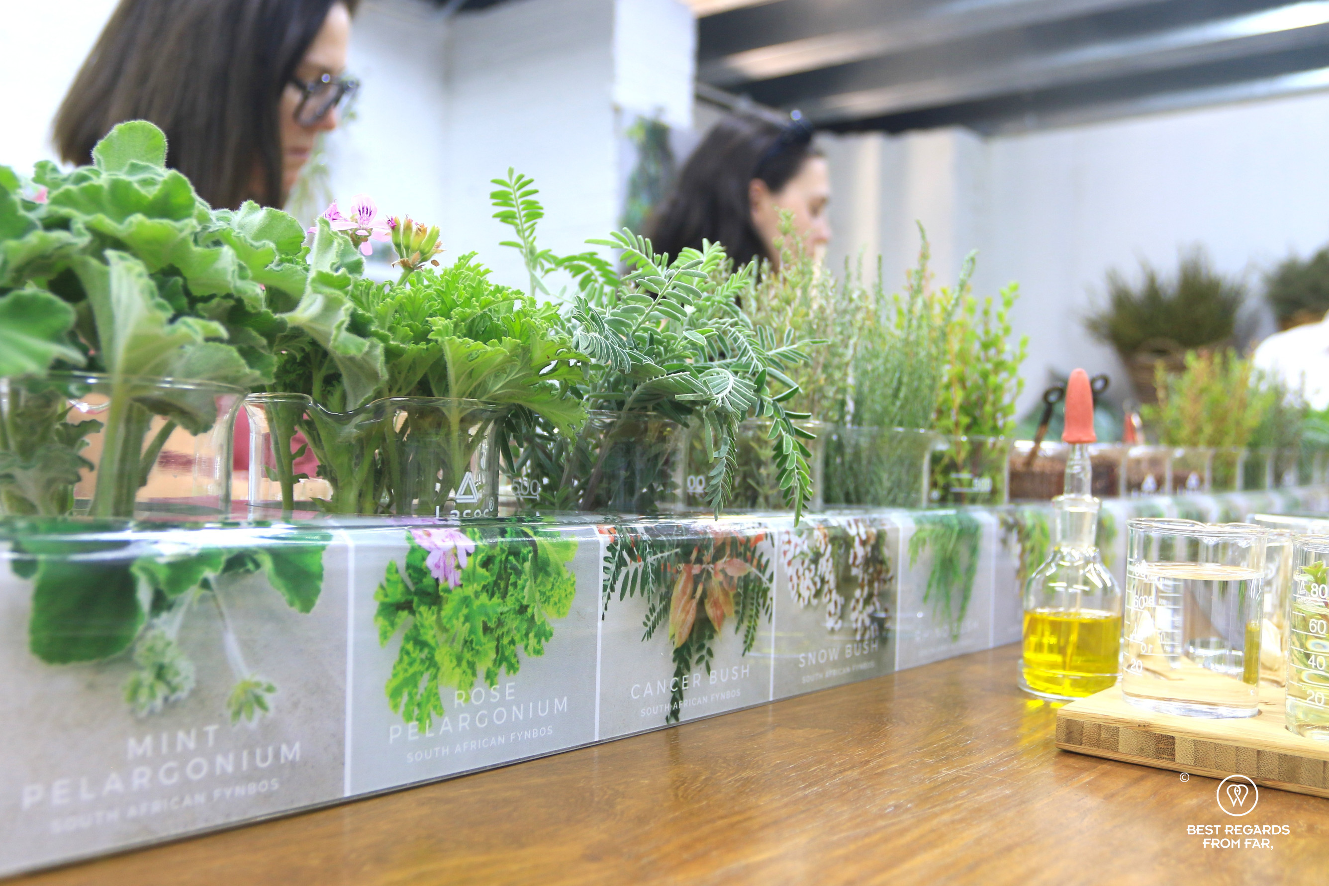 Fynbos types at Cape Town Fynbos Experience.