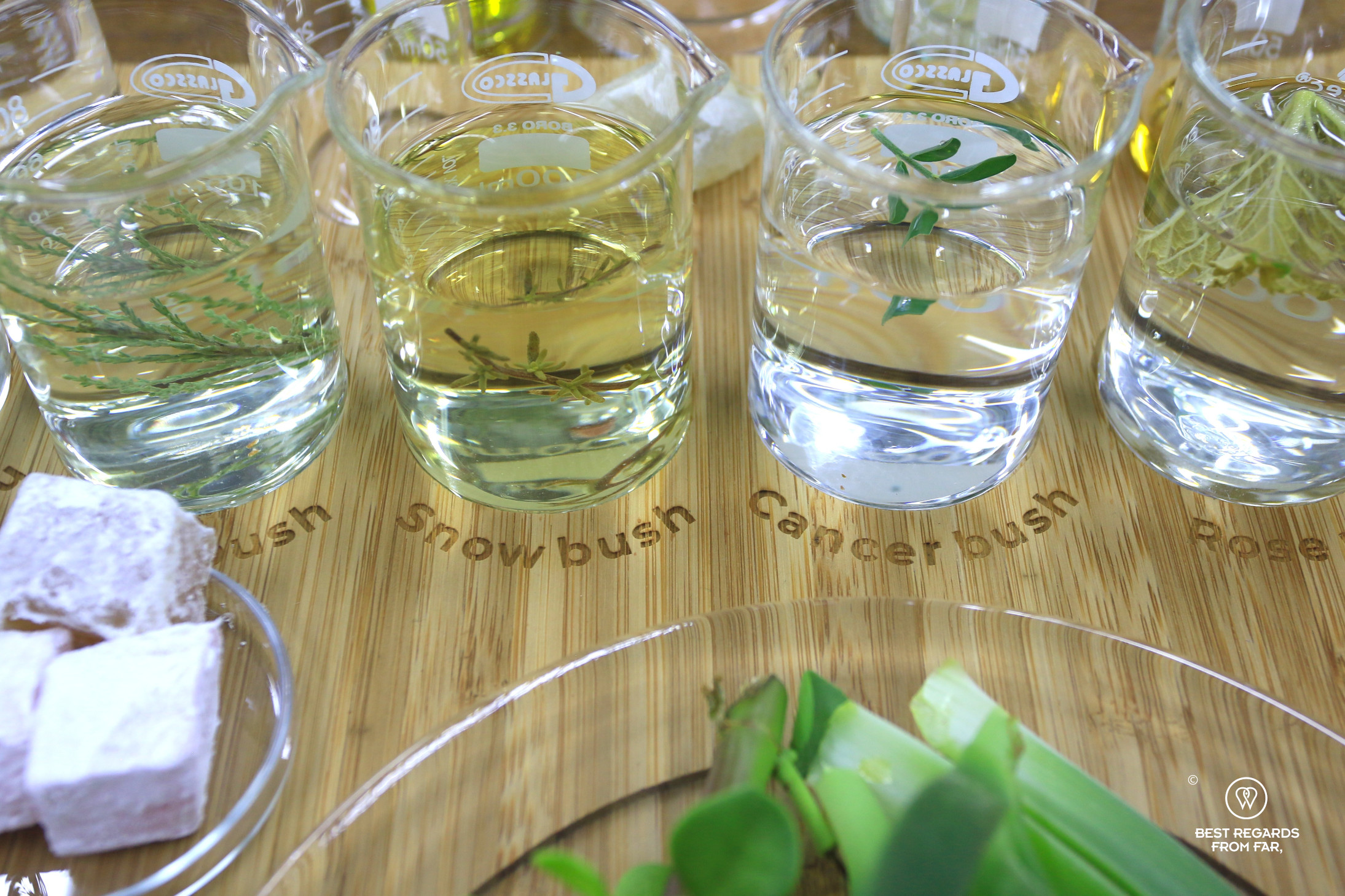 Wooden board with beakers with fynbos at Cape Town Fynbos Experience.