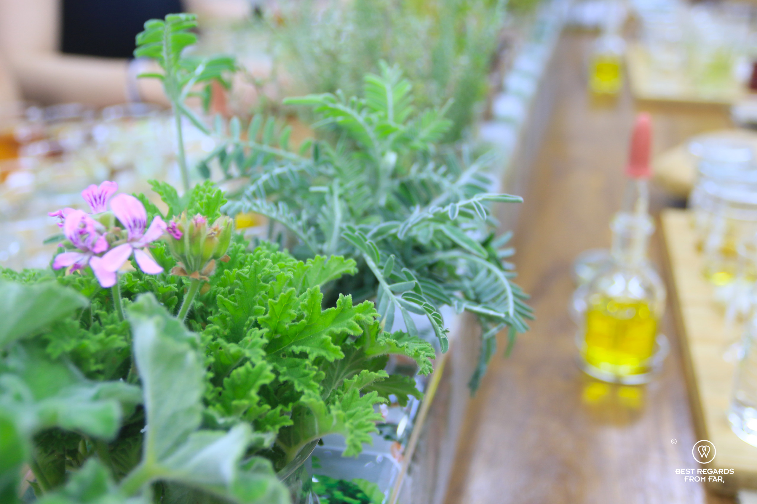 Fynbos types on a table at Cape Town Fynbos Experience.