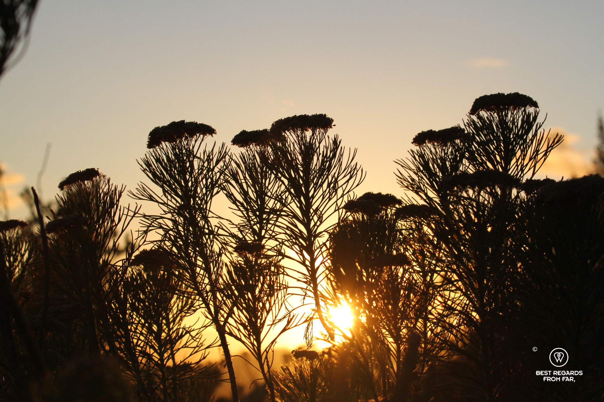 Fynbos in the wild at sunrise.