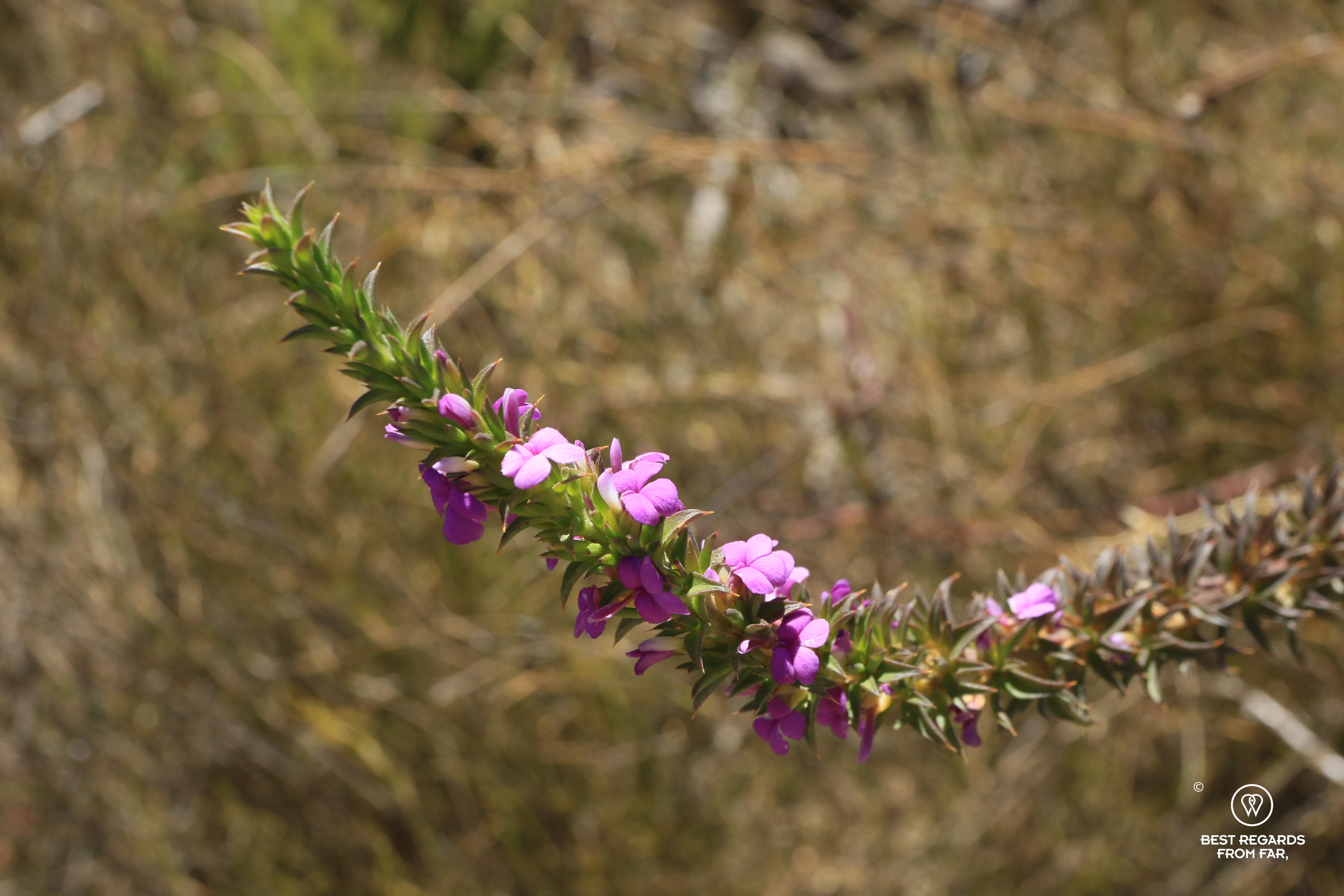 Fynbos in the wild with small purple flowers.