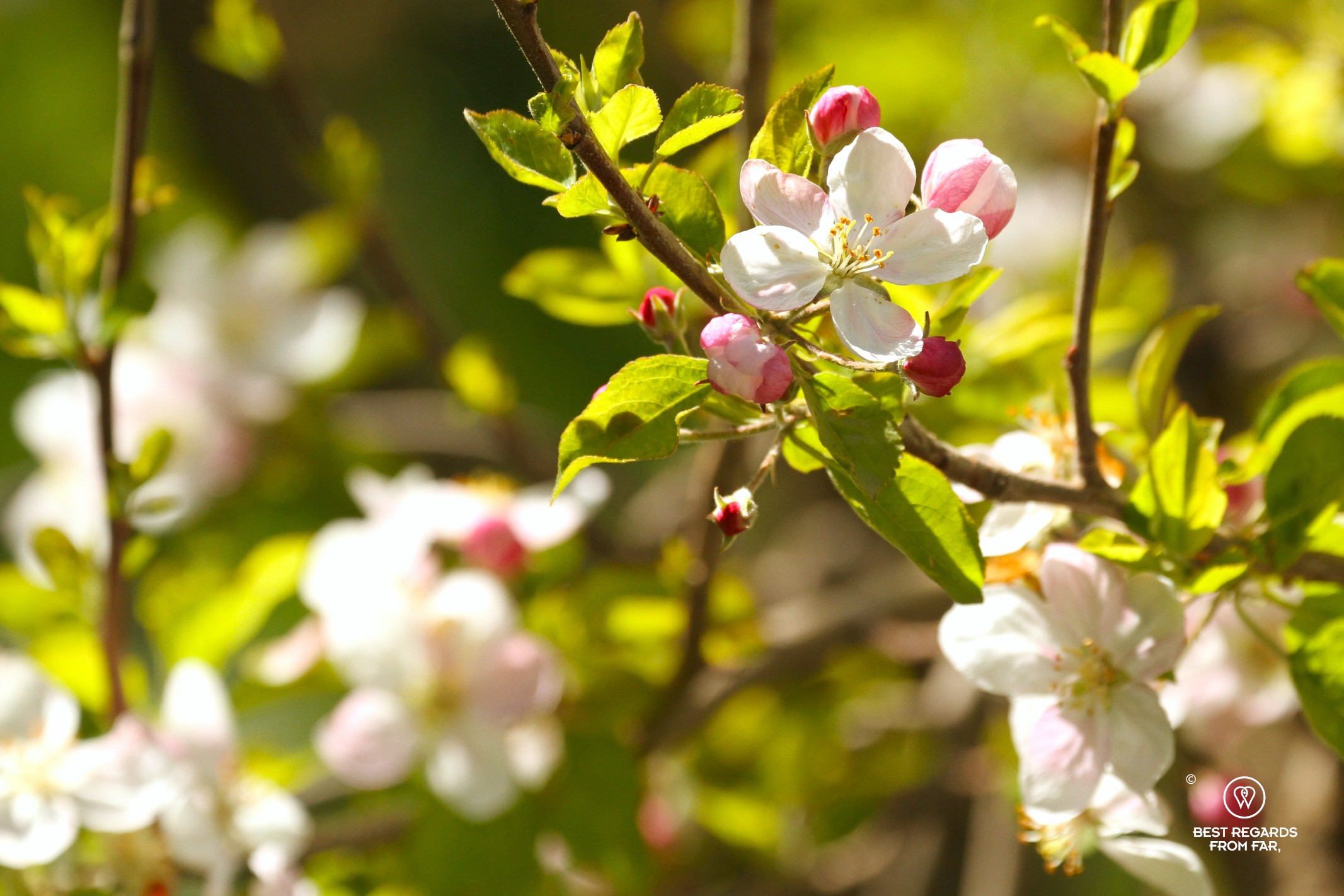 Apple tree in bloom in the Happy Valley in Morocco.