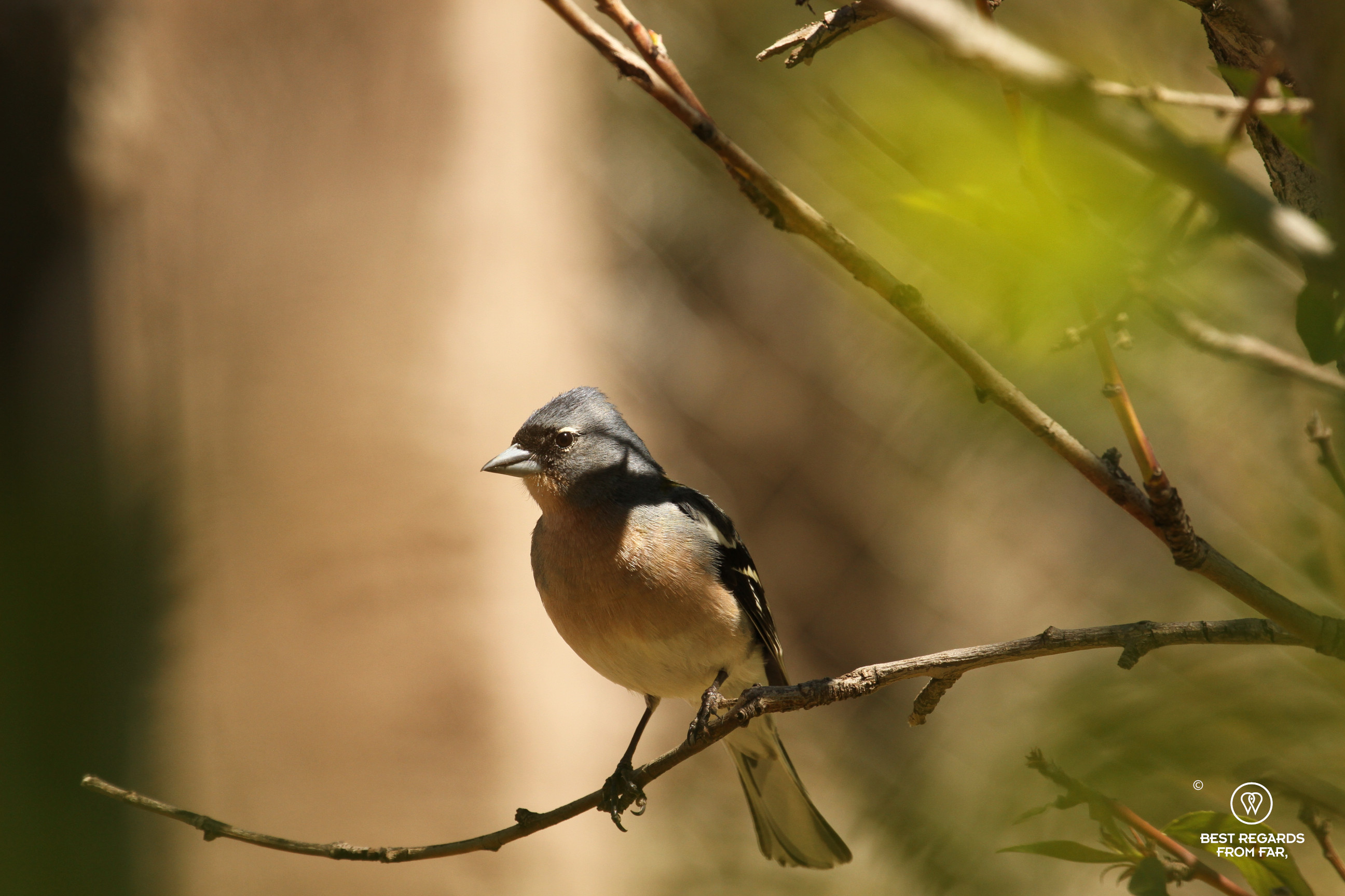 Bird on a branch.