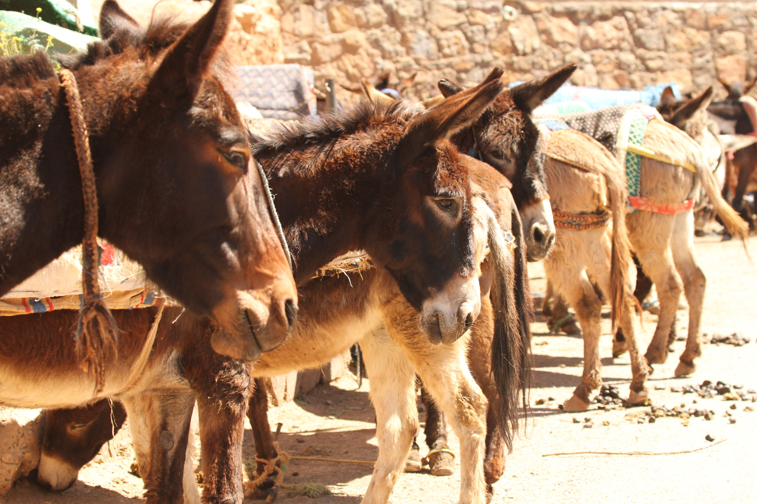 Donkeys parked by the souk in Tabant in the Happy Valley in Morocco.