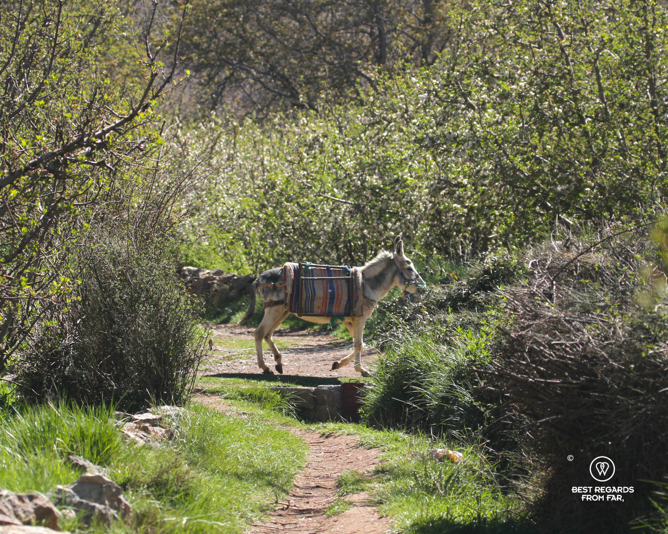 Donkey along a trail amongst blooming apple trees in the Happy Valley in Morocco.
