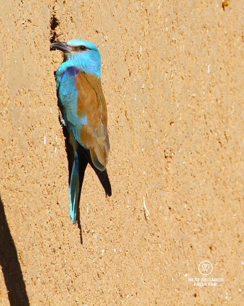 European Roller along a wall.