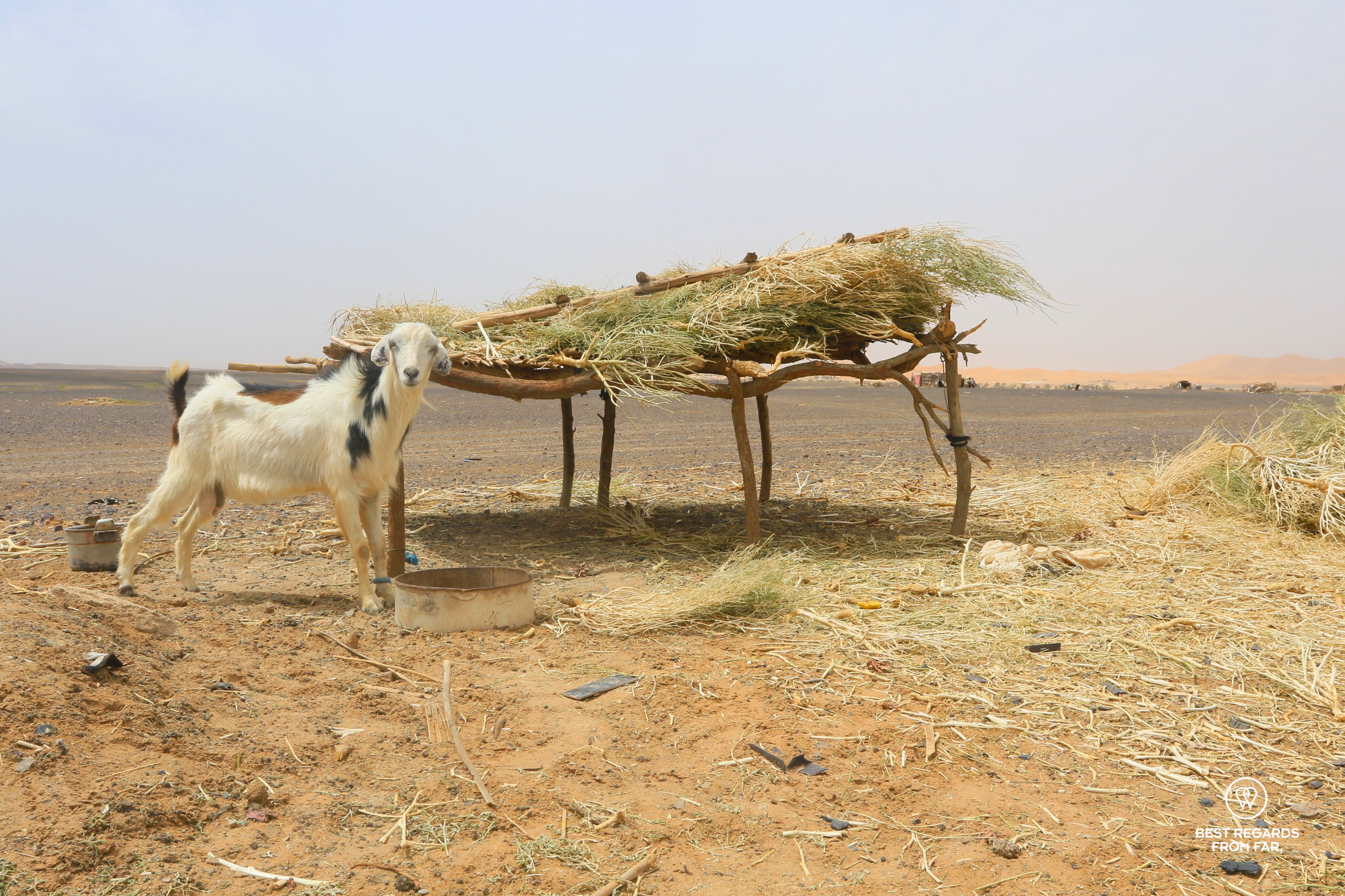A goat by the Berber nomadic camp in the Sahara Desert.