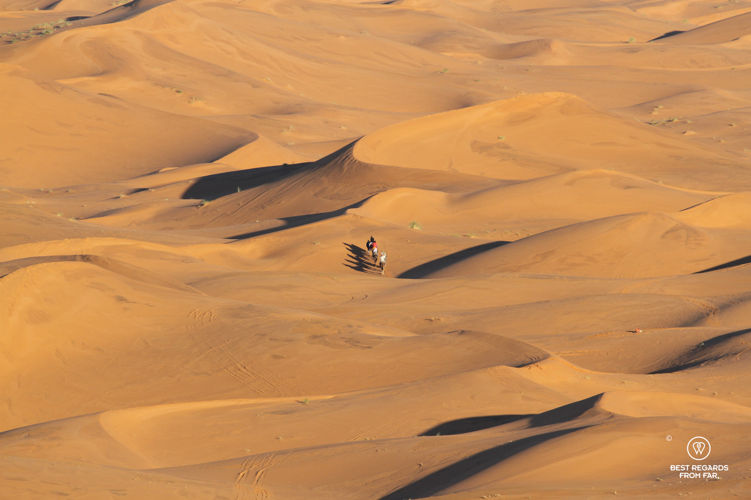 A caravan of dromaderies from the top amongst the endless dunes of Erg Chebbi in the Sahara Desert.