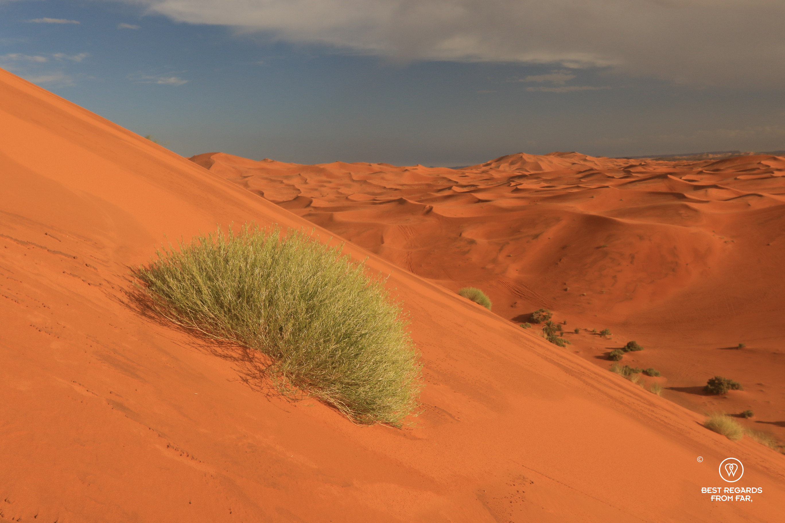 The orange dunes of Erg Chebbi in the Sahara at sunset with a green plant in the foreground.