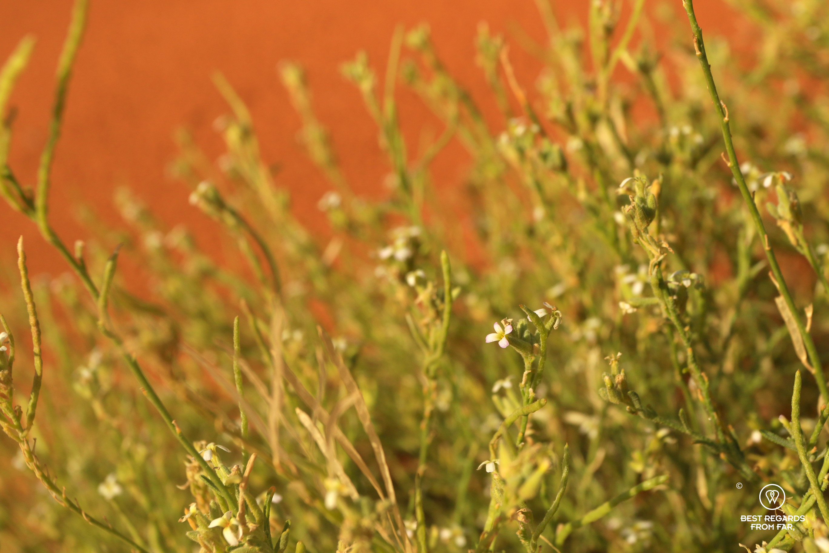 Small white desert flowers blooming in the Sahara.