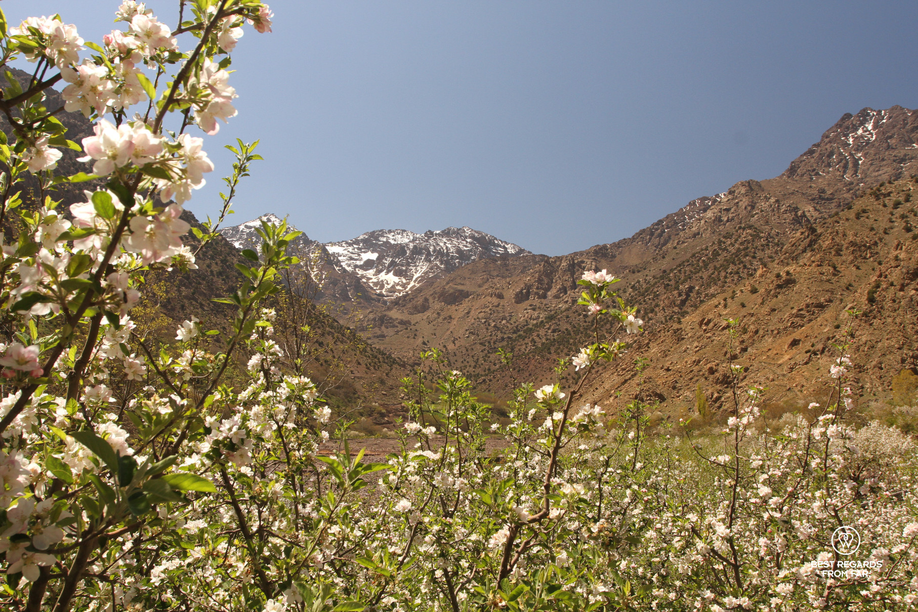 Toubkal Peak in the background with blooming apple trees in the foreground agains a bright blue sky.
