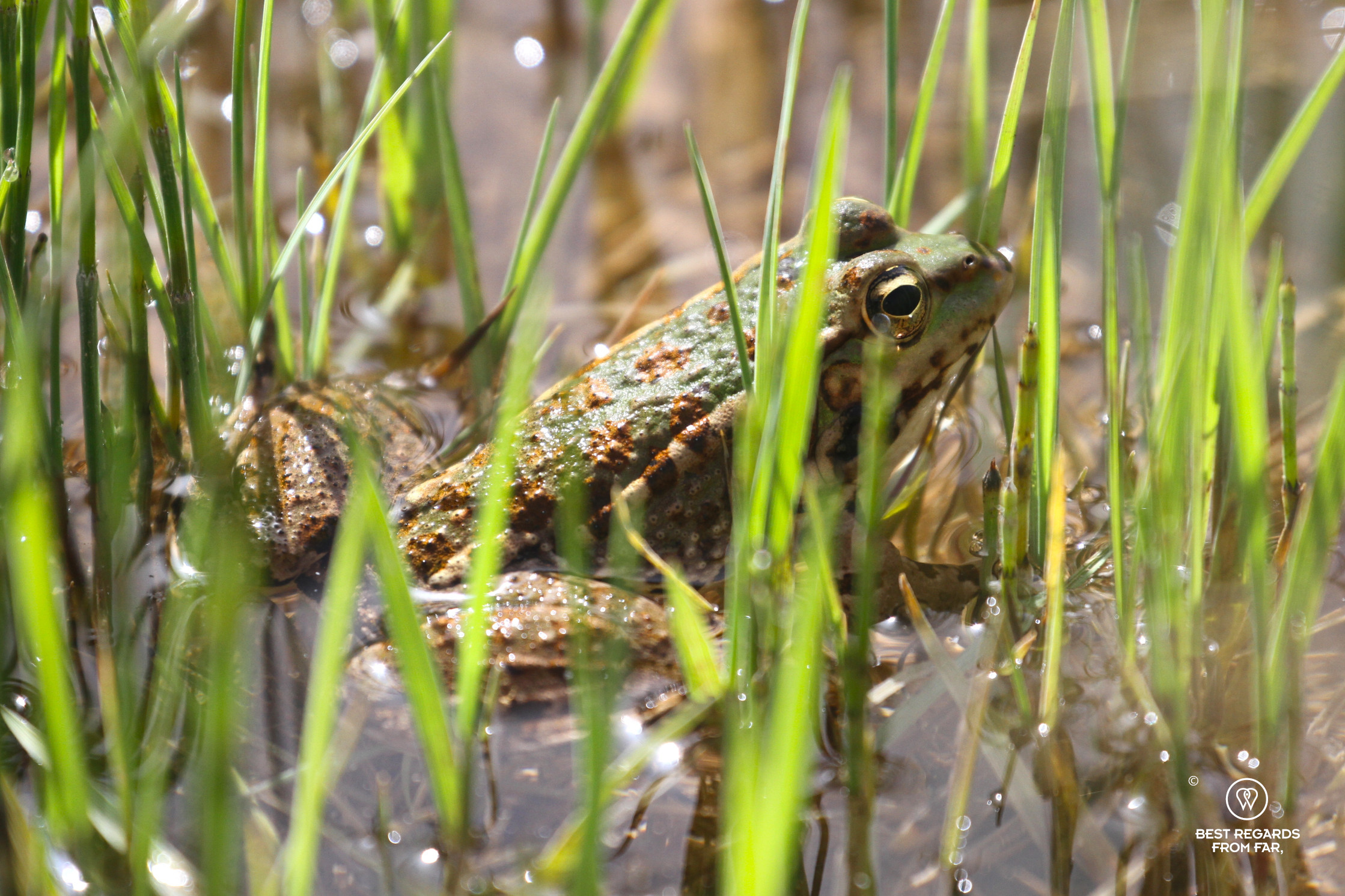 Frog partially immerged in water.