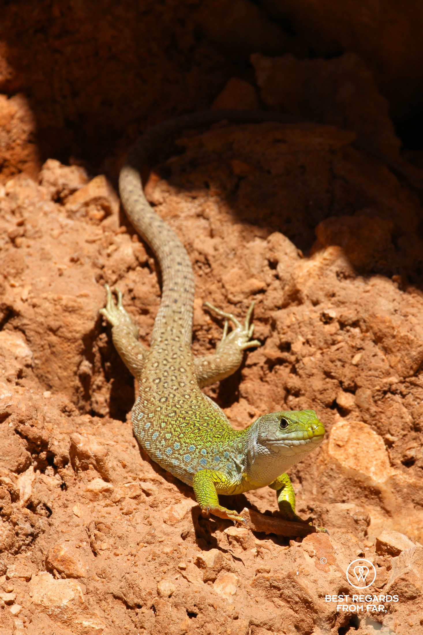 Moroccan Rock Lizard.