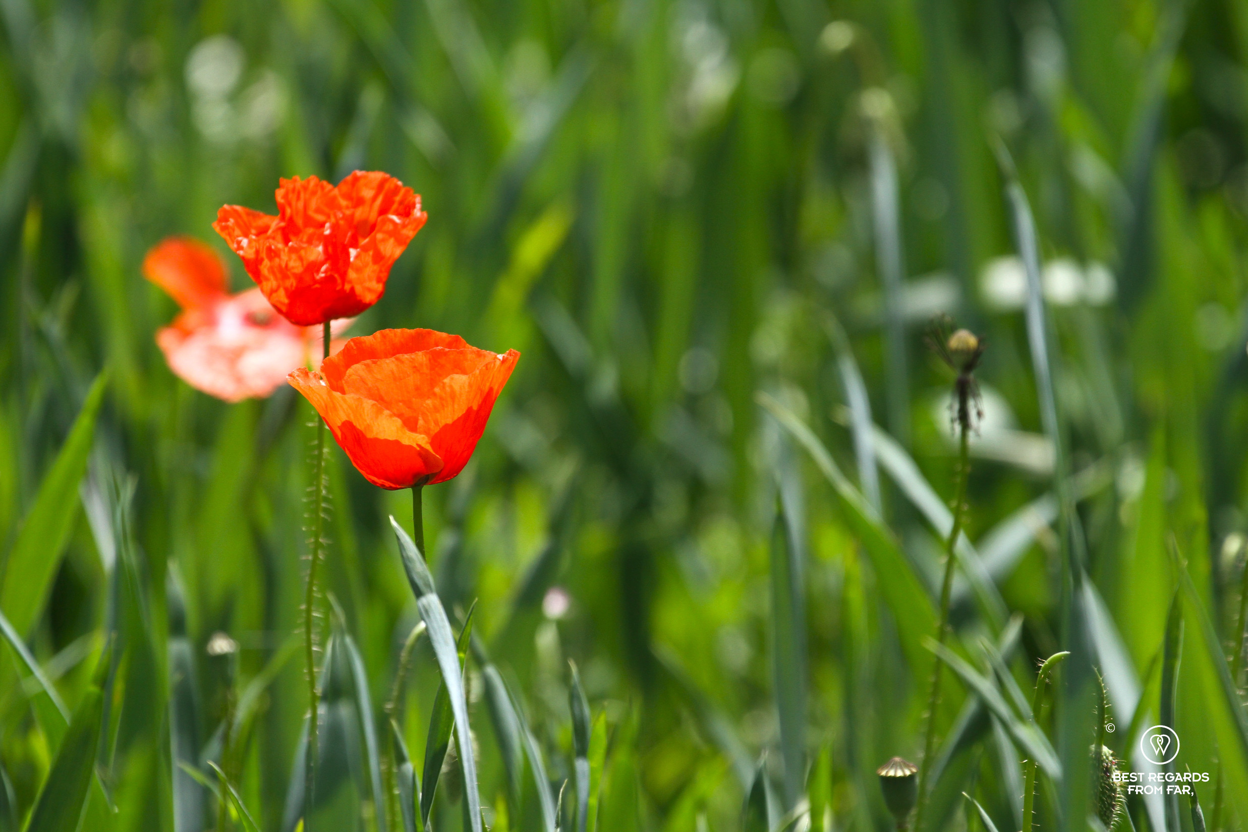 Poppies in the Valley of the Roses in Morocco.