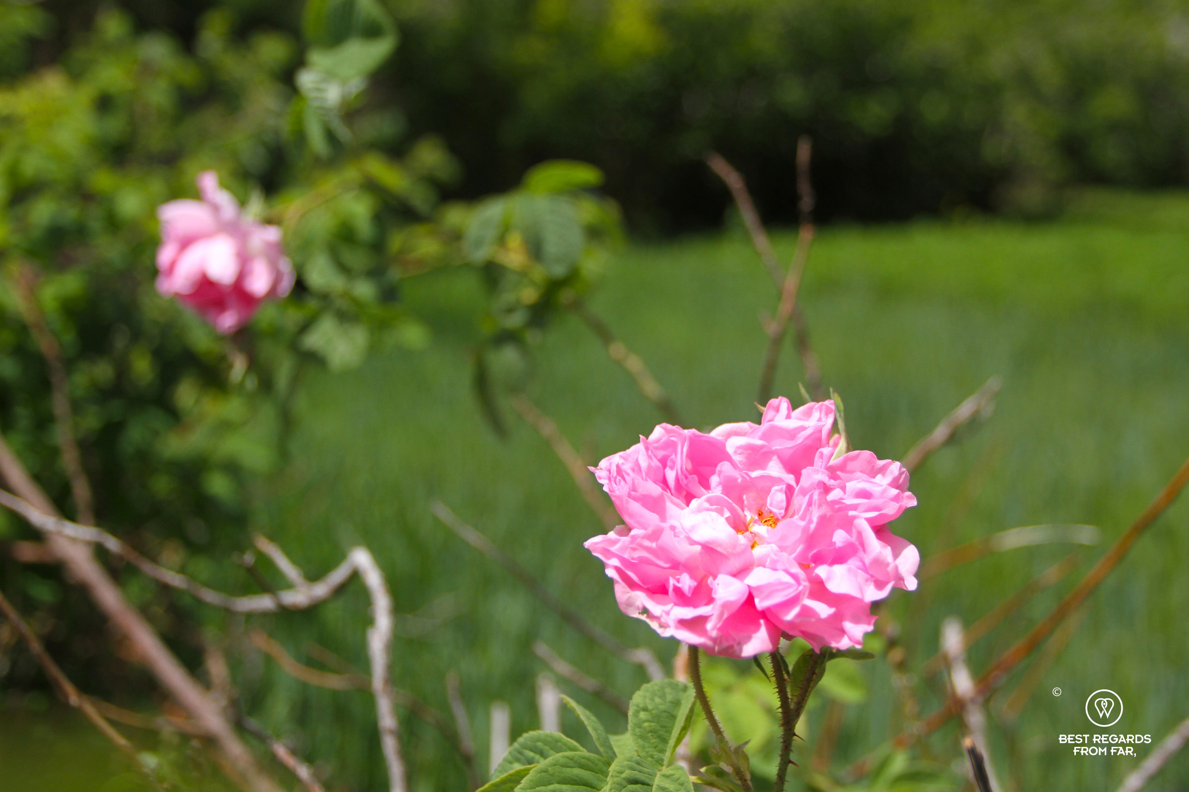 Damask roses in the Valley of the Roses in Morocco.