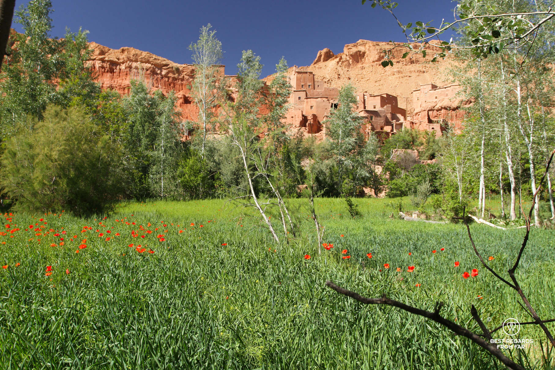 Village in adobe in the Valley of the Roses in Morocco with green fields and poppies in the foreground.