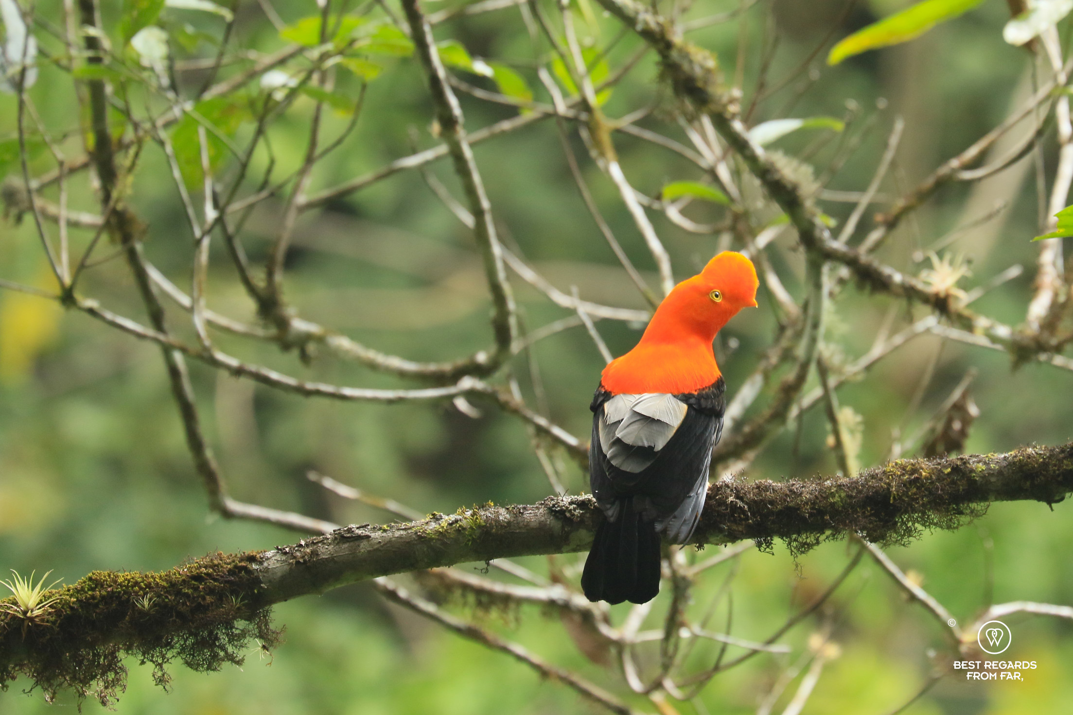 A male Andean Cock of the Rock on a branch in the cloud forest of Chachapoyas.