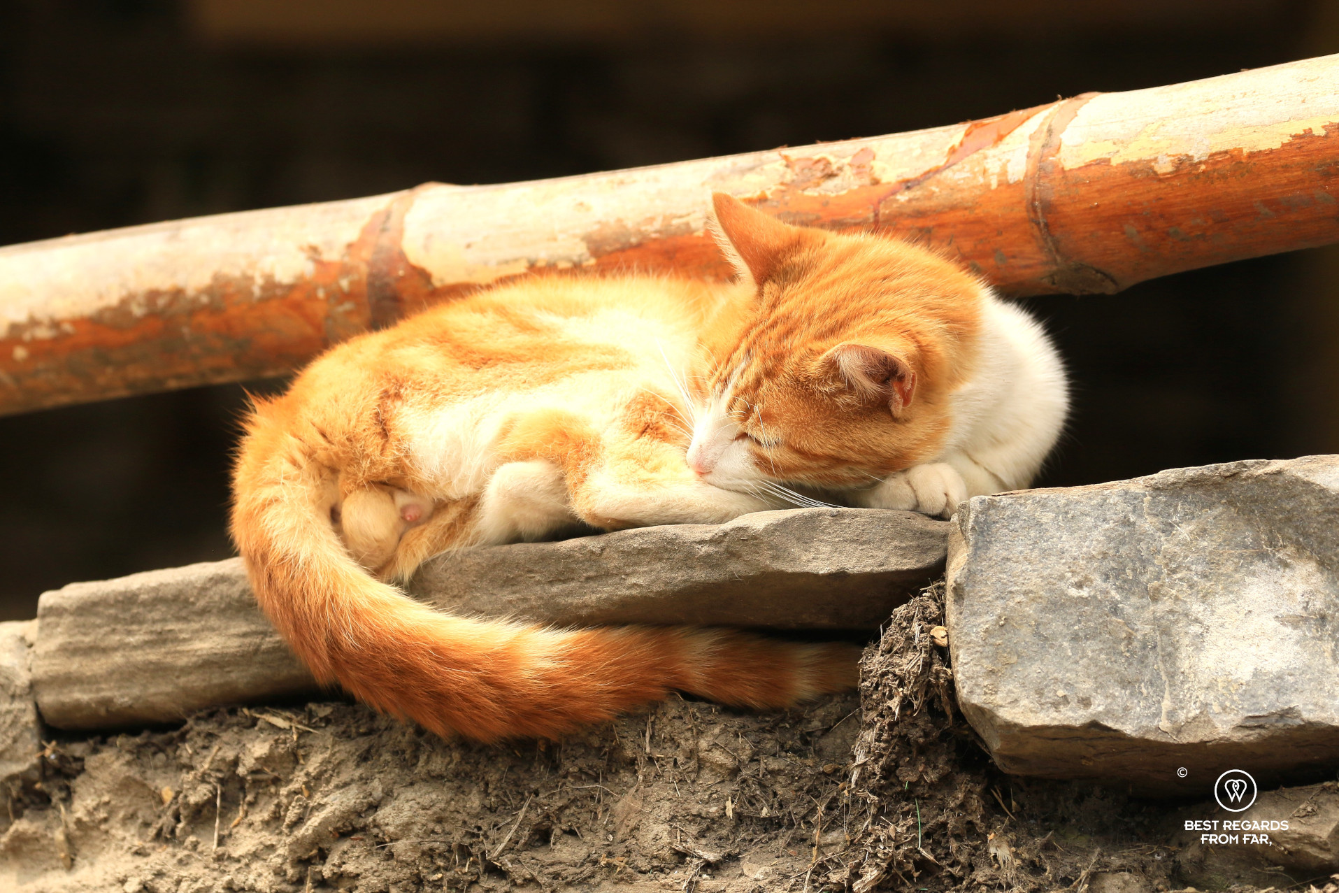 A tabi cat curled up along the trail to the Gocta Waterfall in northern Peru.