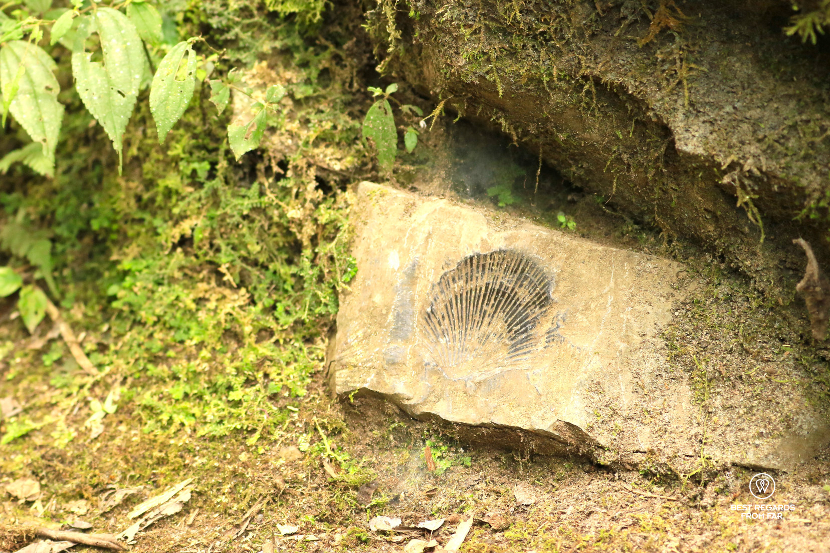 A clear marine fossile of a shell on the path to the Gocta Waterfall.