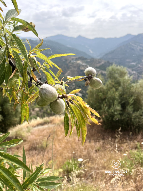 Almonds in a tree along the Archez hike in Andalusia.