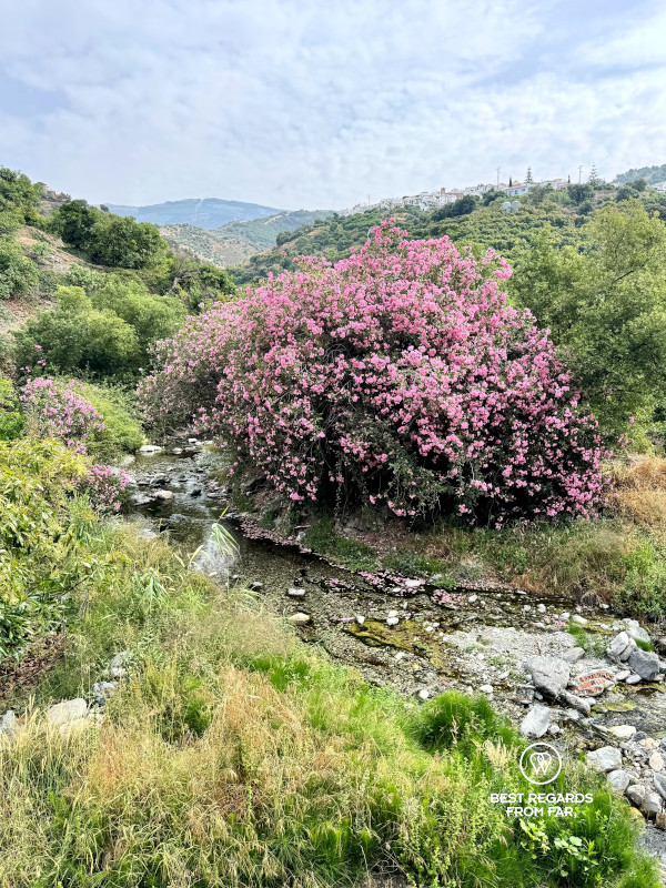 Wild oleander blooming along te hike from Archez in Andalusia with mountains and a white village in the background.