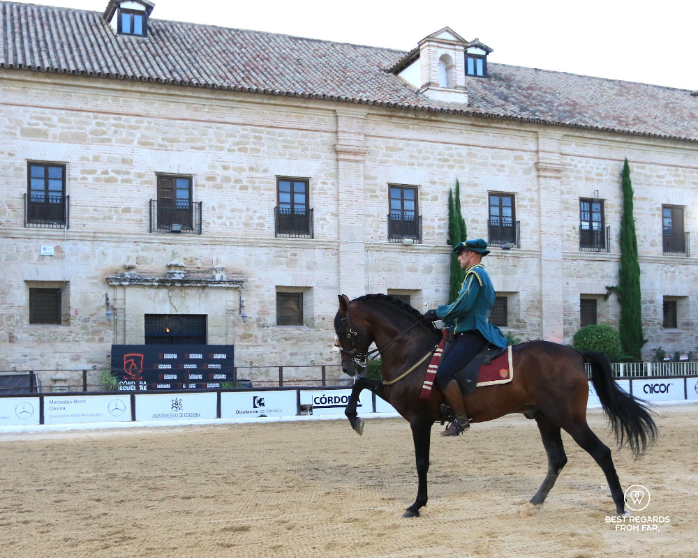 Brown Andalusian horse the Cordoba Ecuestre horse dressage show at the royal stables.