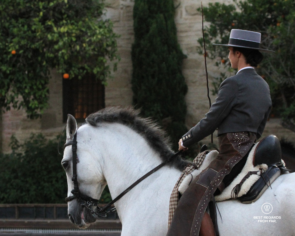 White Andalusian horse the Cordoba Ecuestre horse dressage show at the royal stables.