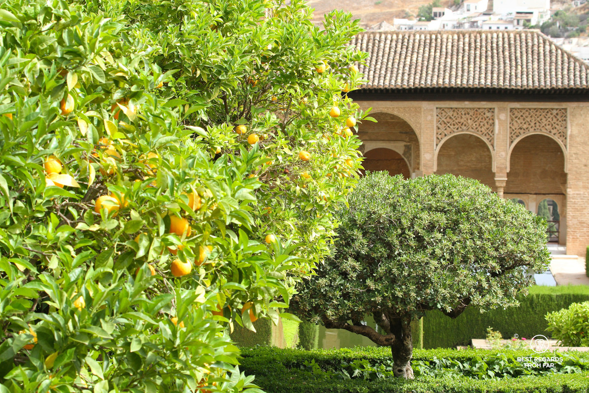 Orange tree at the Alhambra.