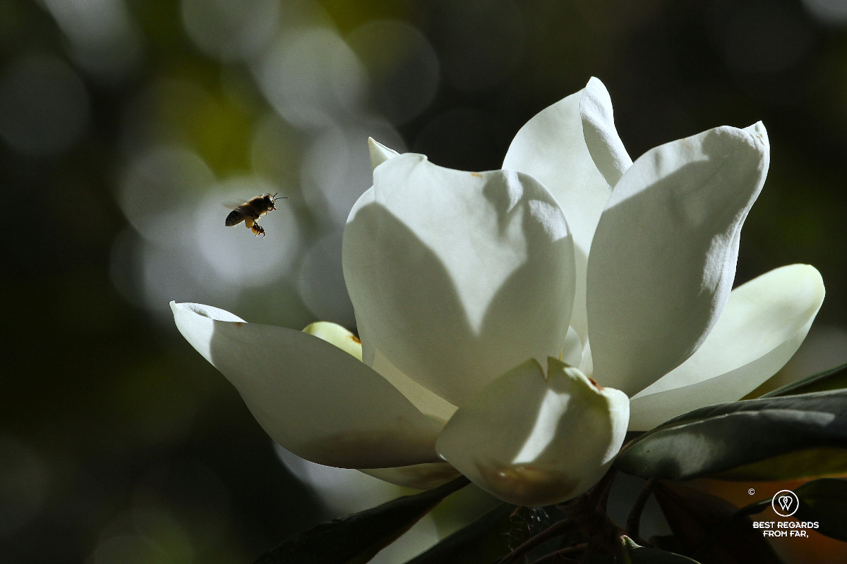 Bee approaching a white magnolia flower.