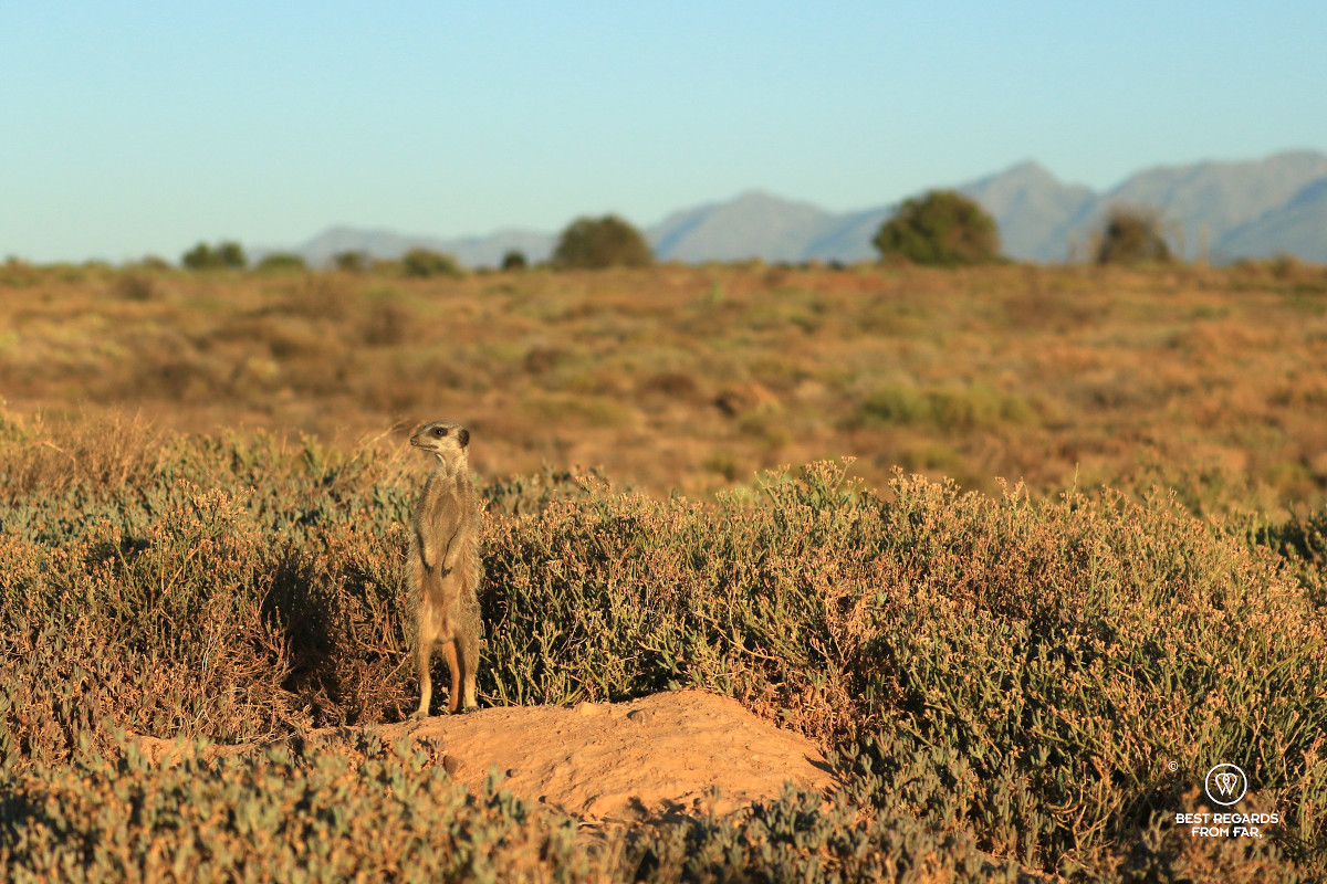 A meerkat sentinel out of its burrow in the wild at sunrise.