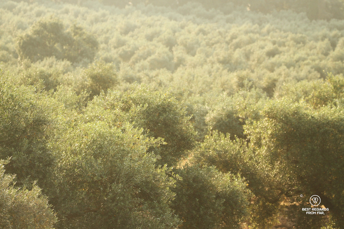 Olive groove in the warm sunrise light.