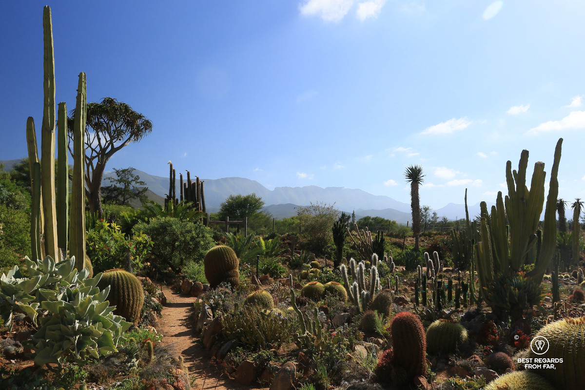 The Sheilam Nursery with cacti, a trail going through and blue skies and mountains in South Africa.