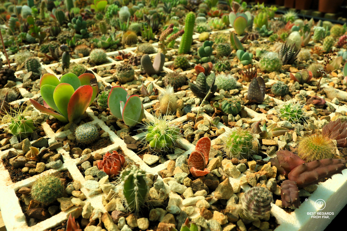 Small cacti in a nursery.