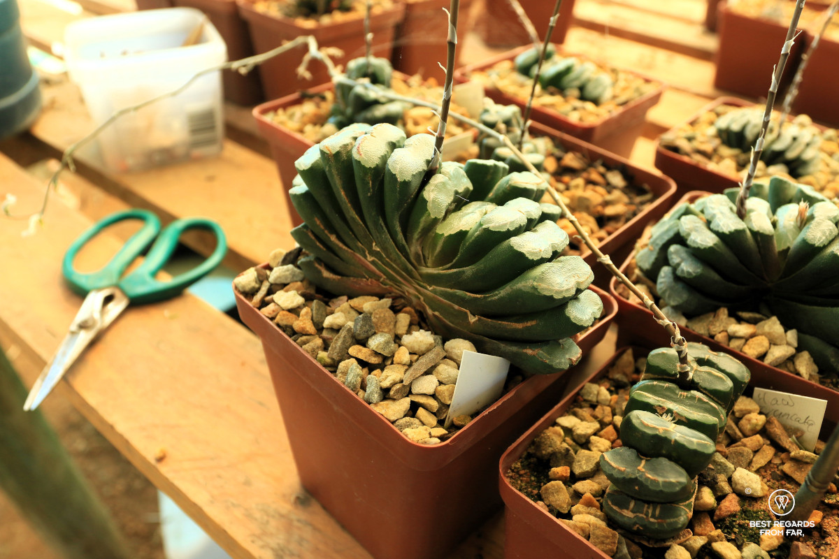 Rare horse-teeth cactus.