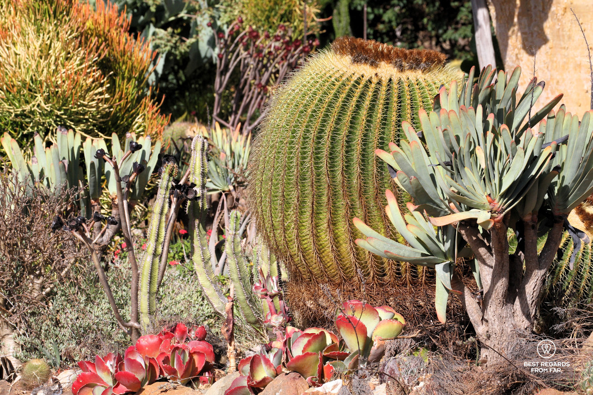 Mother in law's chair cactus in a garden.