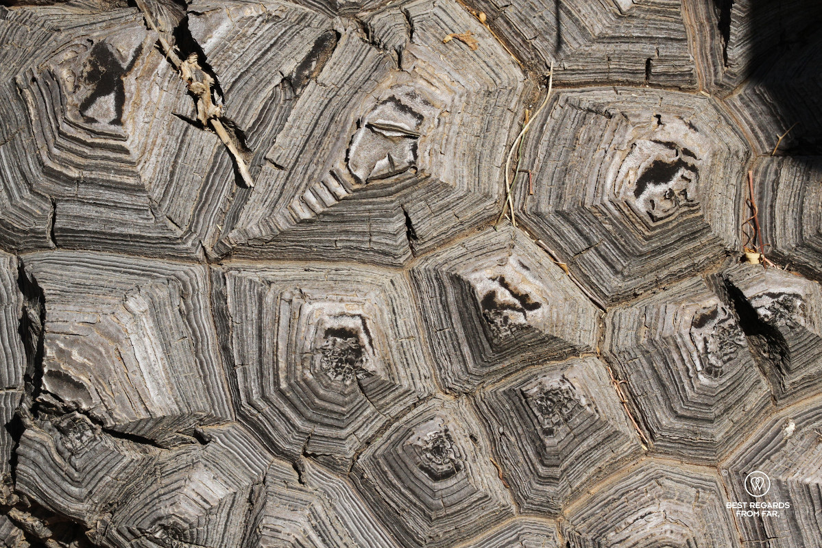 Woody bark of the Discorea elephantipes plant that resembles a tortoise shell.
