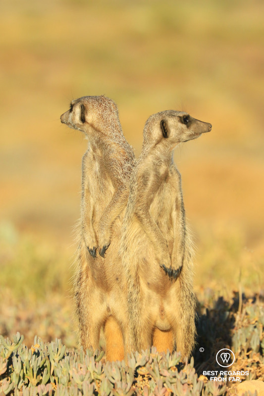 Two meerkats in the wild back to back.