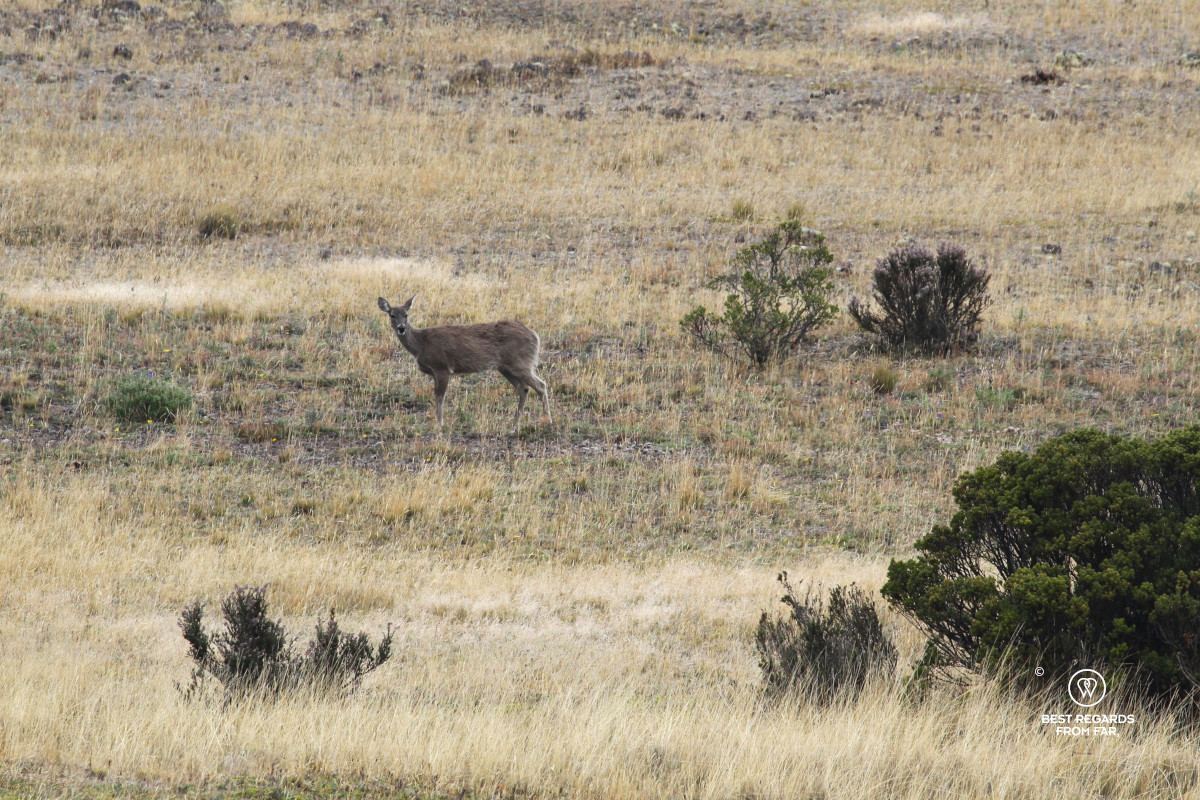 Andean deer in the wild.
