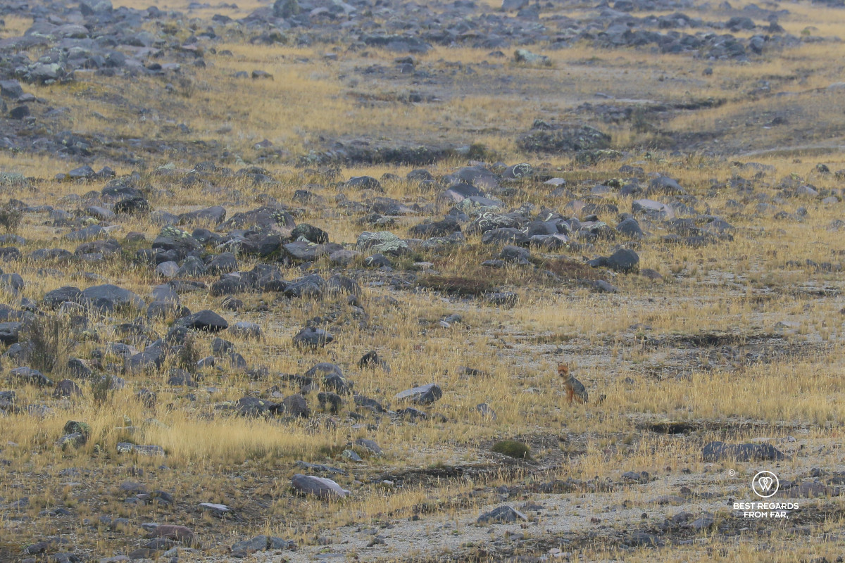 Andean Fox seated in a barren landscape.