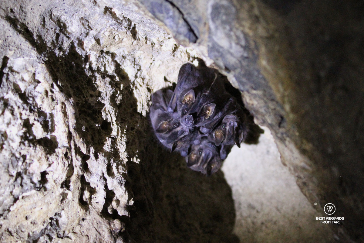 Cluster of bats roosting in a cave.