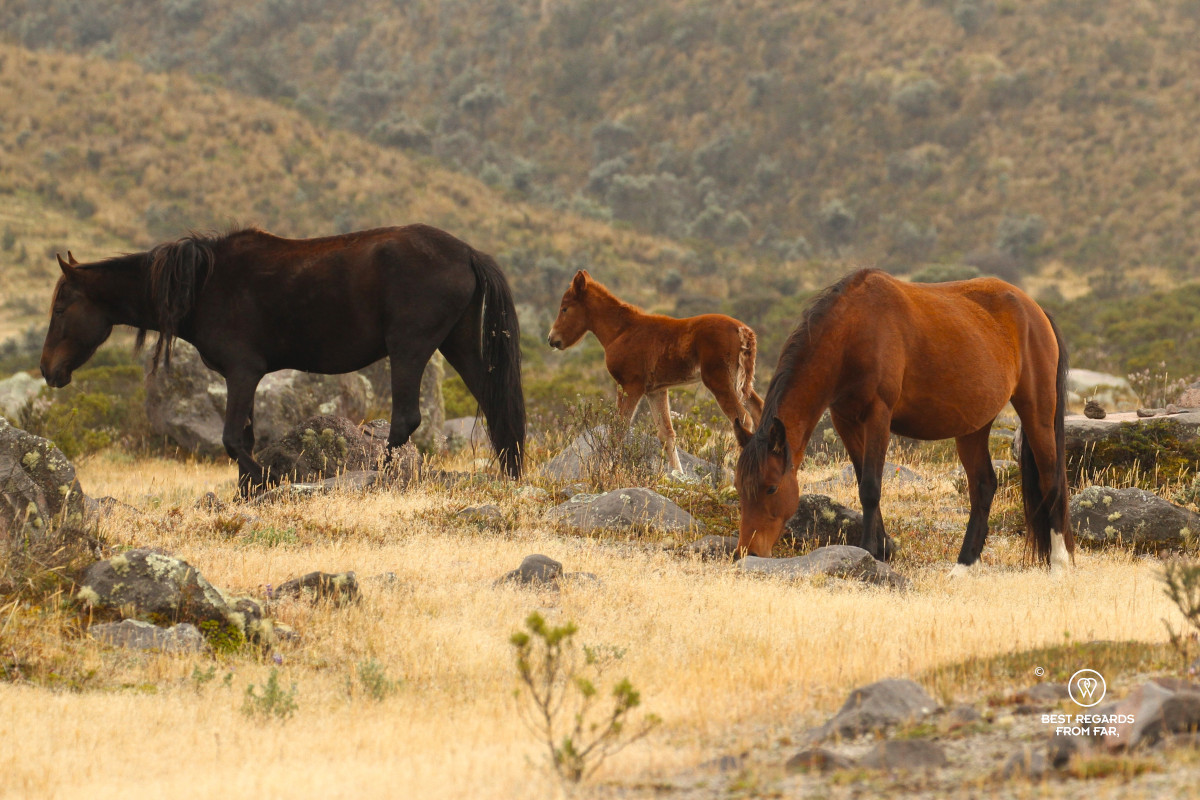 Wild horses, Cotopaxi National Park.
