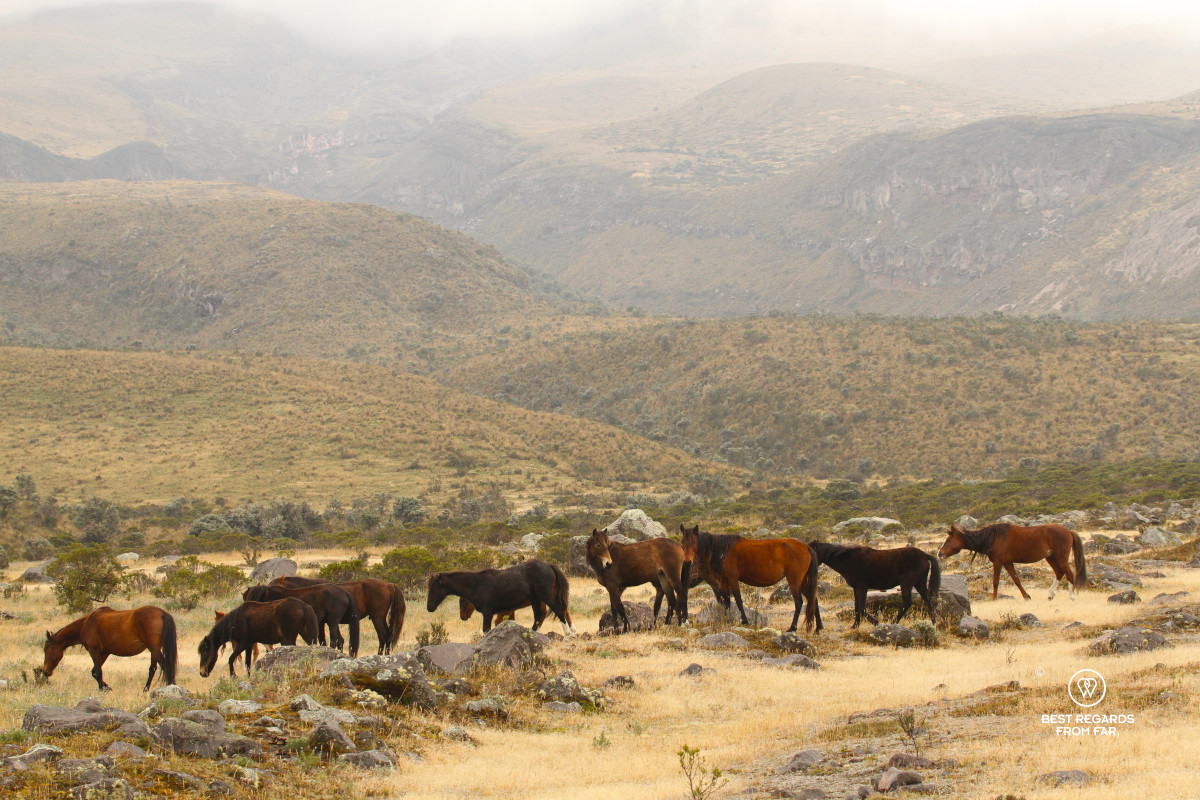 Wild horses in Cotopaxi National Park with a rugged landscape in the background.